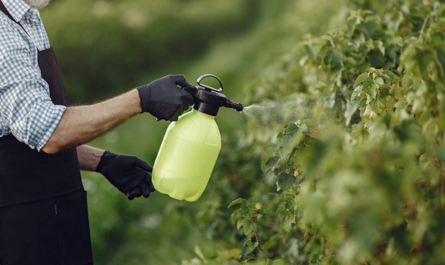 Domowy spray na owady – 6 przepisów, aby trzymać szkodniki z dala od roślin