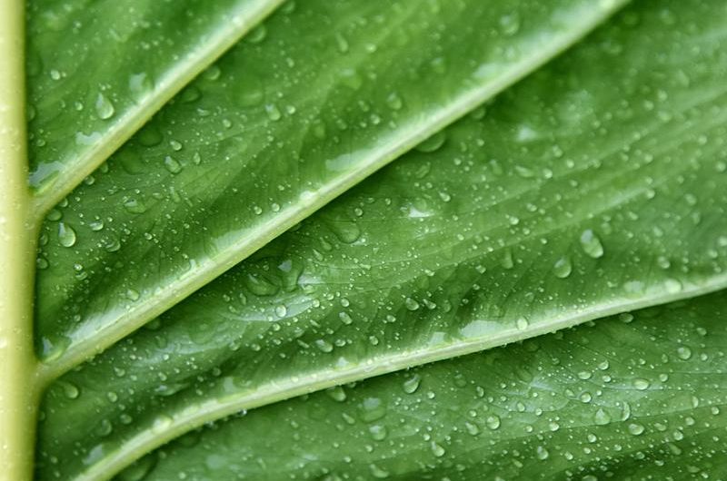 Alokazja Micholitza 'Frydek’: odmiany, pielęgnacja i rozmnażanie – poradnik dla pasjonatów roślin doniczkowych