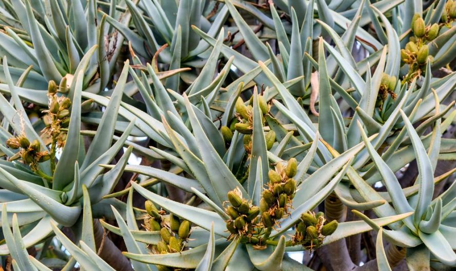 Aloes pstry: odmiany, uprawa i rozmnażanie – przewodnik