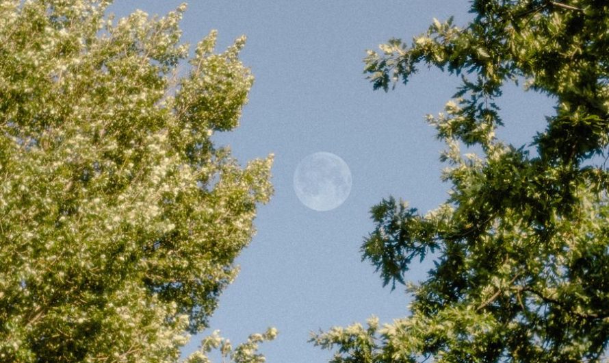 Glicynia amerykańska 'Blue Moon’ – jak ją uprawiać i rozmnażać?