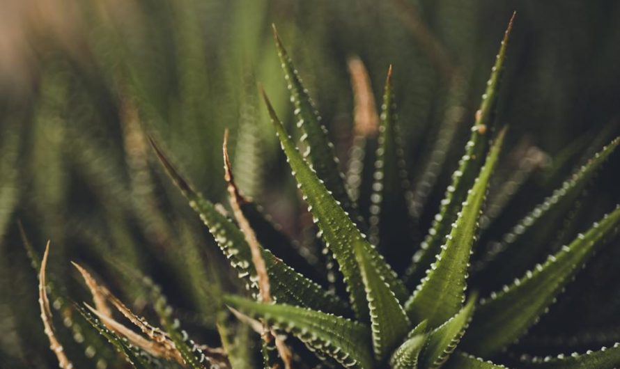 Angelonia wąskolistna – jak uprawiać i rozmnażać?