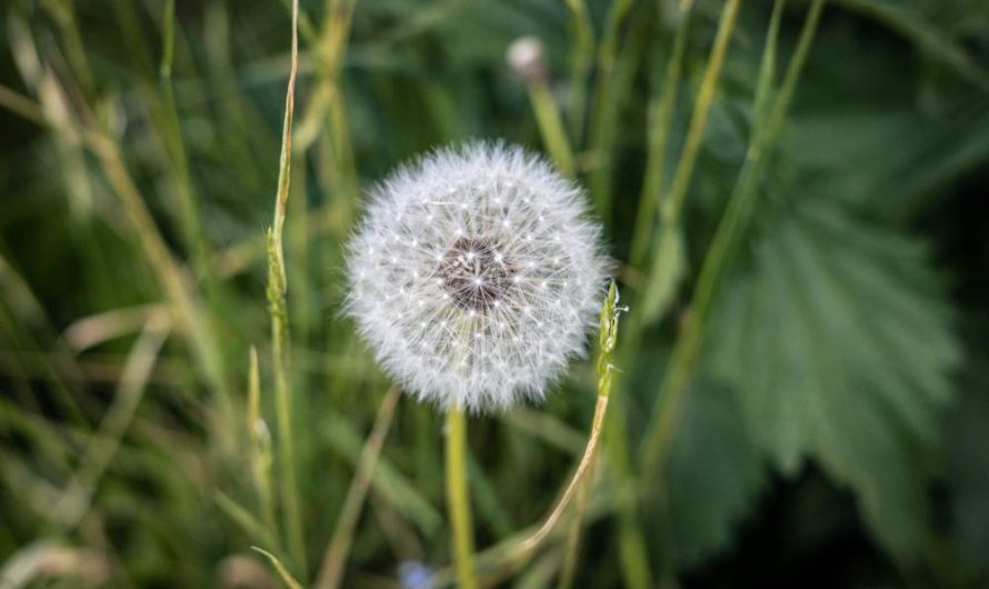 Aralia Ming: Odmiany, uprawa i rozmnażanie tej popularnej rośliny!