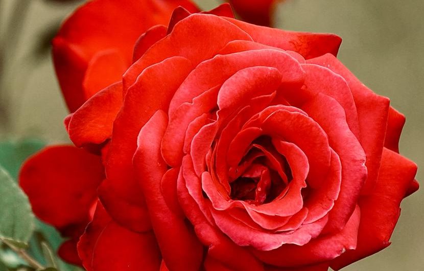 Aster nowobelgijski: Odmiany, uprawa i rozmnażanie – wszystko, czego musisz się nauczyć!