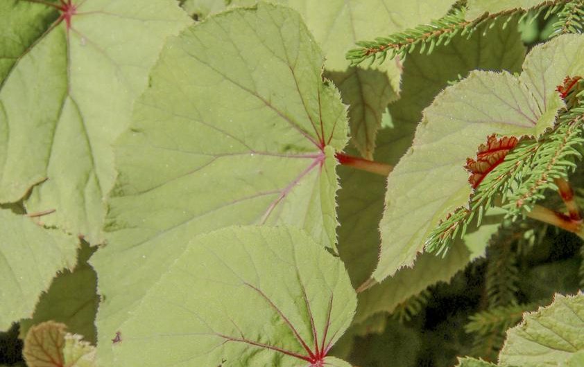 „Begonia Masona: Uprowadzanie wspaniałych odmian, troskliwa uprawa i zrównoważone rozmnażanie”