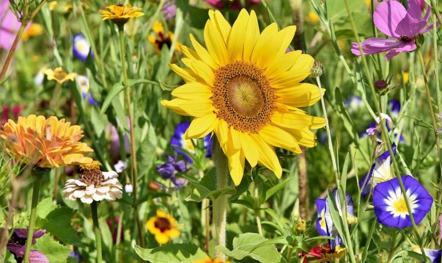 Berberys Thunberga – odmiany, uprawa i rozmnażanie: wszystko, co musisz wiedzieć