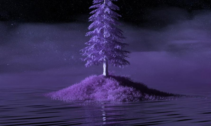 Buk pospolity 'Purple Fountain’ – jak uprawiać i rozmnażać tę odmianę?