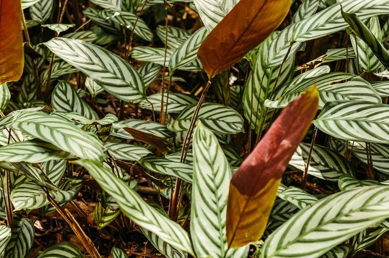 Kalatea okrągłolistna: odmiany, uprawa i rozmnażanie – kompletny przewodnik dla miłośników roślin doniczkowych!
