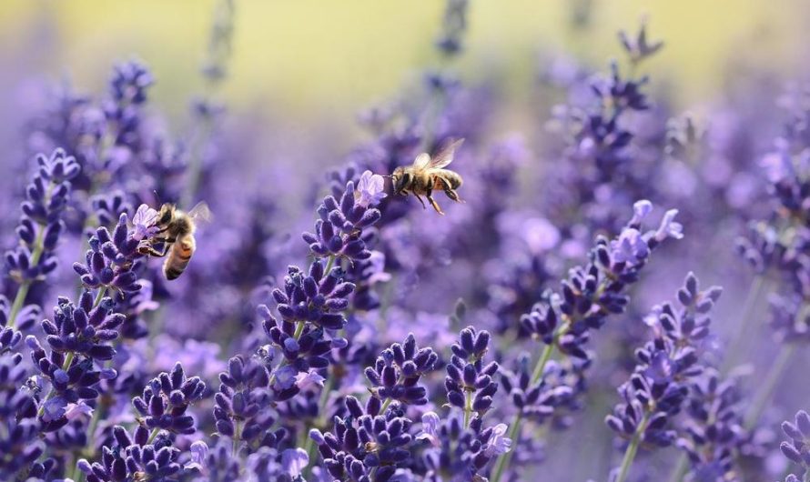 Goździk kropkowany: Odmiany, uprawa i rozmnażanie – Twoje przewodnik!