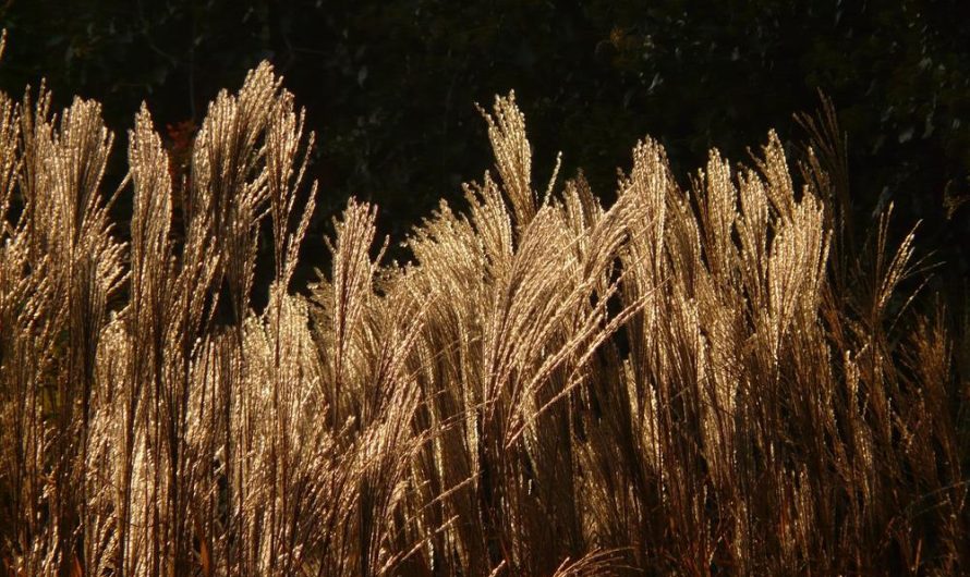 „Miskant chiński 'Kleine Fontäne’: Unikalna odmiana, piękna uprawa i prosta rozmnażanie”