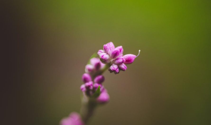 Cissus rombolistny: odmiany, uprawa i rozmnażanie – wszystko, co musisz wiedzieć!