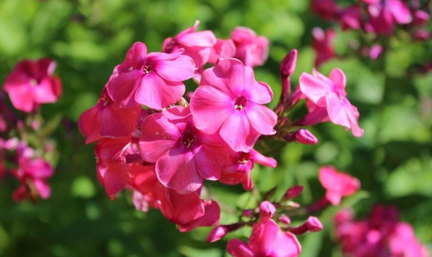 Floks szydlasty: odmiany, uprawa i rozmnażanie – poradnik