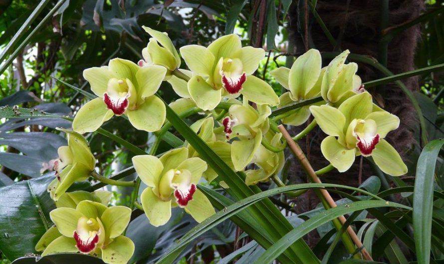 Cymbidium – jak uprawiać i rozmnażać hybrydy?