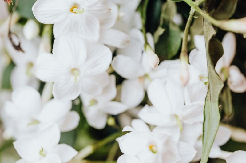 Odmiany Dendrobium szlachetne: Odkryj magię uprawy i rozmnażania tych pięknych kwiatów!