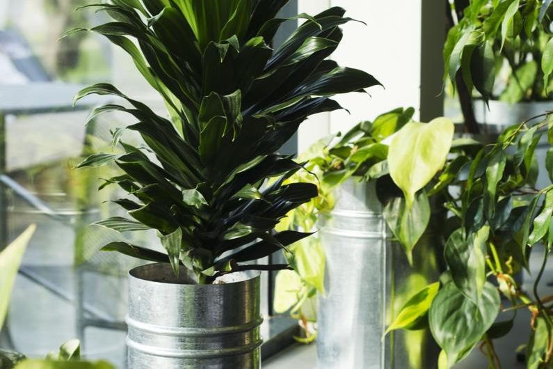 Dracena wonna 'Compacta’ – uprawa, rozmnażanie i odkrywaj odmiany tego pięknego rośliny