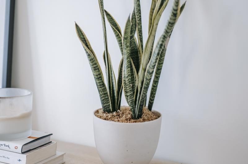 Dracena obrzeżona 'Bicolor’: jak uprawiać i rozmnażać tę piękną odmianę rośliny?