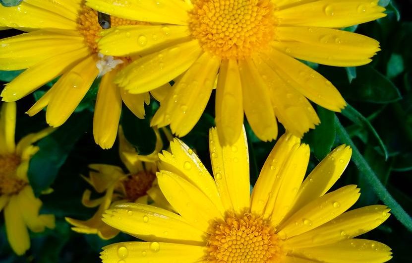 Gerbera Jamesona: Odmiany, uprawa i rozmnażanie – wszystko, co powinieneś wiedzieć!