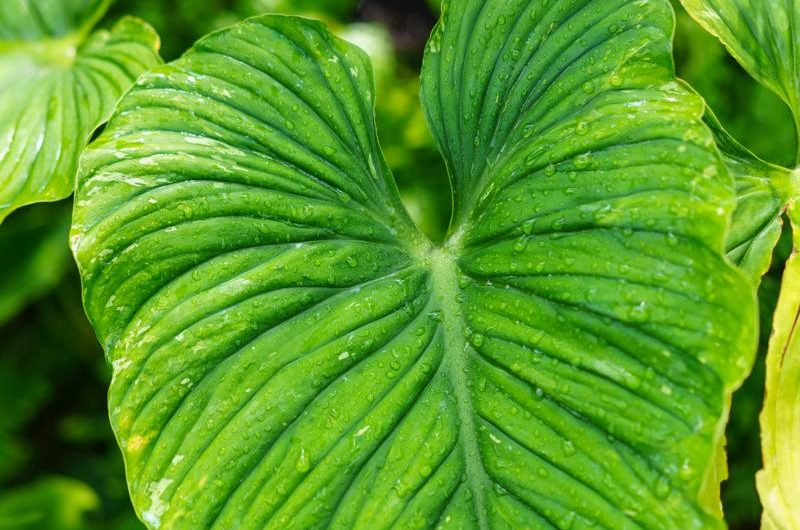 Hoja sercowata: odkryj odmiany, sprawdzone metody uprawy i proste sposoby rozmnażania