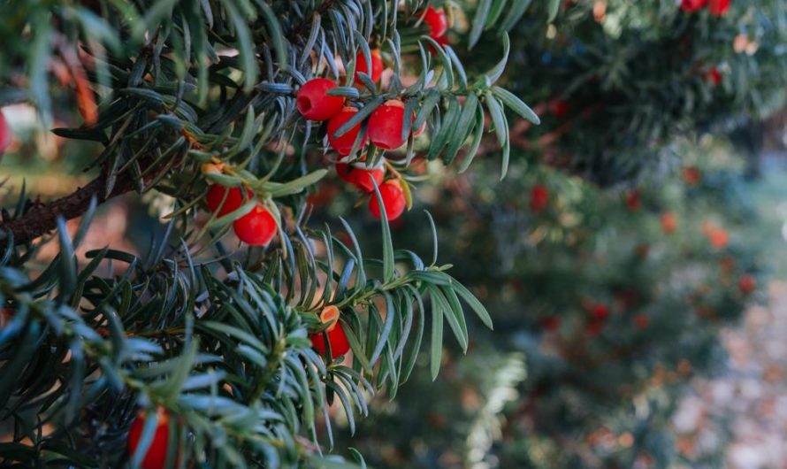 Jak uprawiać i rozmnażać cis pośredni odmiany 'Hicksii’?