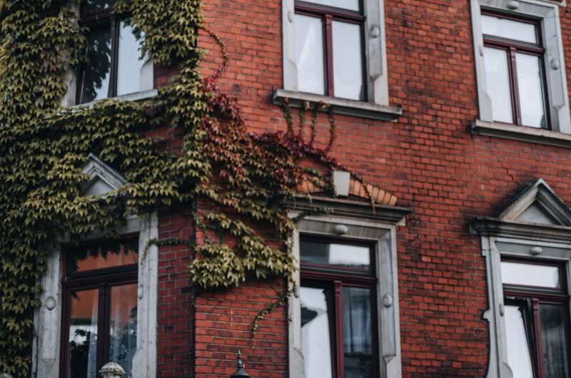 Bluszcz irlandzki: odkryj różnorodność odmian, jak go uprawiać i rozmnażać