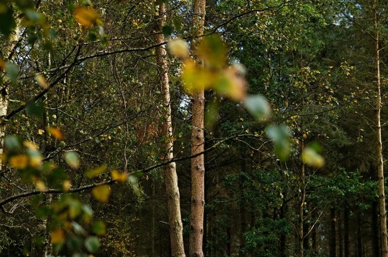 Jak uprawiać i rozmnażać klon zwyczajny 'Globosum’ – wszystko, co musisz wiedzieć