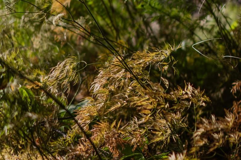 „Odmiany, uprawa i rozmnażanie Liriope szafirkowatej: Twoje kompleksowe przewodnik”