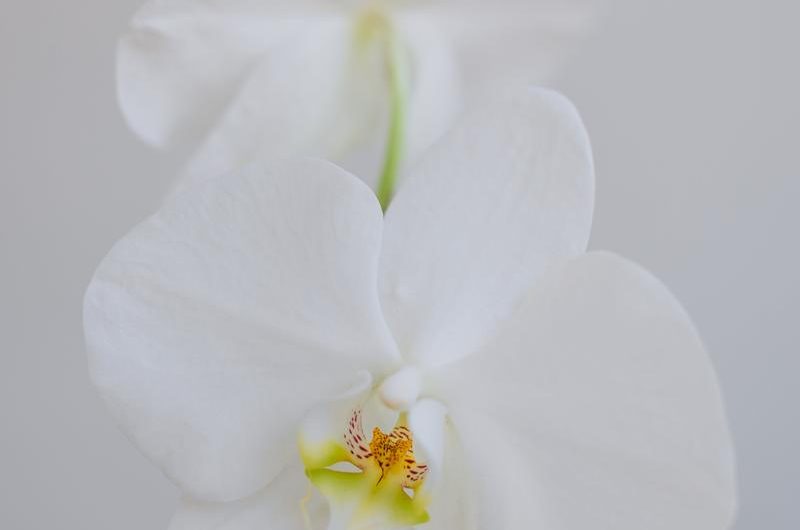 Macodes petola: jak dobrze uprawiać i rozmnażać tę odmianę orchidei