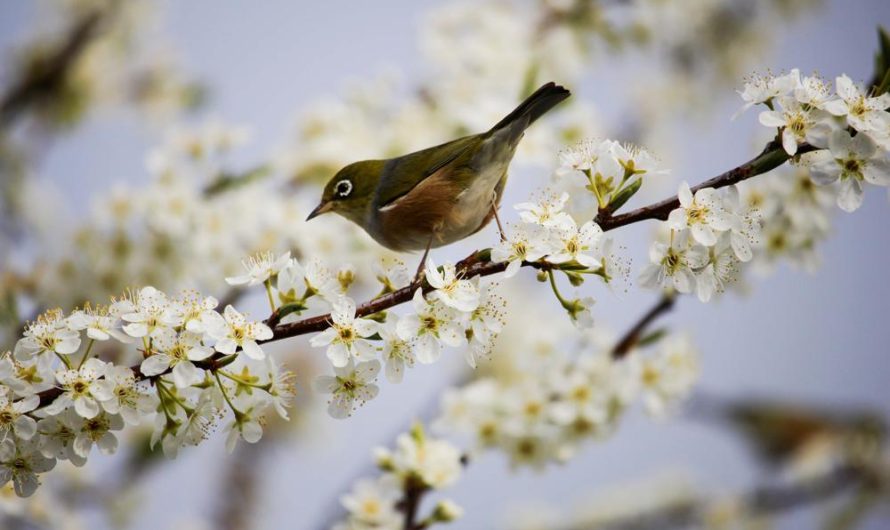 Magnolia Siebolda: odmiany, uprawa i rozmnażanie – poradnik dla miłośników tego pięknego drzewa