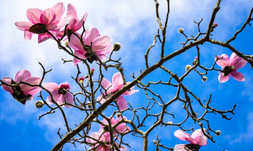 Magnolia naga: które odmiany wybrać do uprawy i jak je rozmnażać?