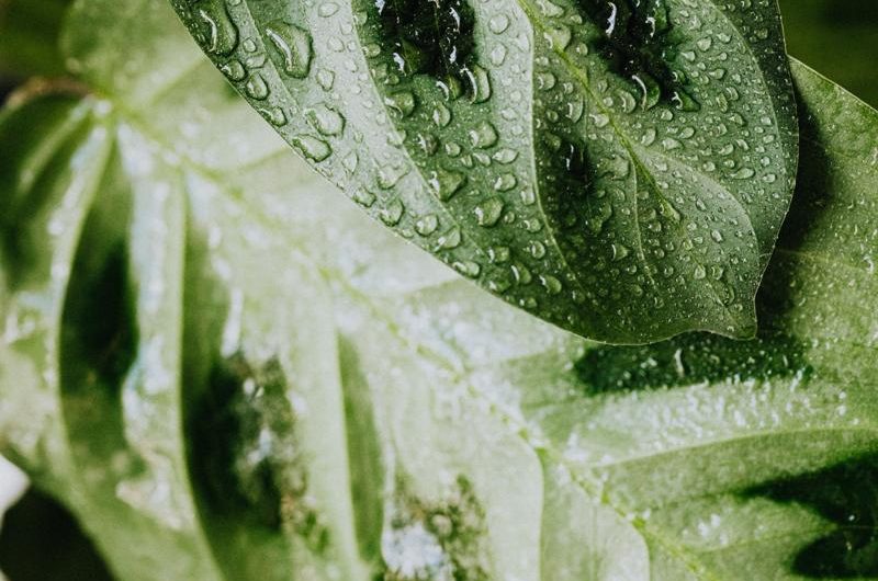 Maranta białożyłkowa Kerchoveana: odmiany, uprawa i rozmnażanie – najlepszy przewodnik po tej popularnej roślinie!