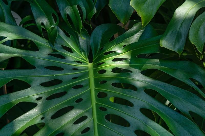 Monstera dziurawa 'Thai Constellation’: jak hodować i rozmnażać?