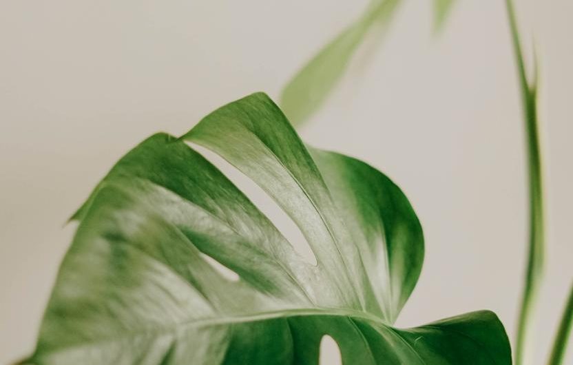 Monstera dubia: wszystko, co powinieneś wiedzieć o tej roślinie!