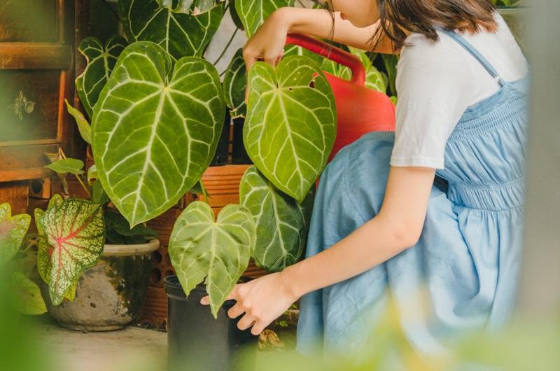 Monstera pinnatipartita: Jak uprawiać i rozmnażać tę odmianę?