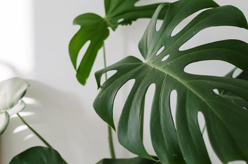 Wszystko czego potrzebujesz wiedzieć o Monstera siltepecana: odmiany, uprawa i rozmnażanie!