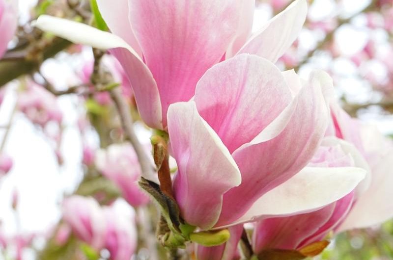 Wszystko, co musisz wiedzieć o magnolii purpurowej: odmiany, uprawa i rozmnażanie