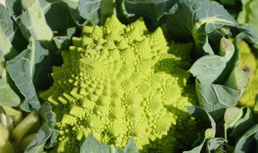 Kalafior romanesco: tajemnice unikalnej odmiany, jak go uprawiać i rozmnażać?