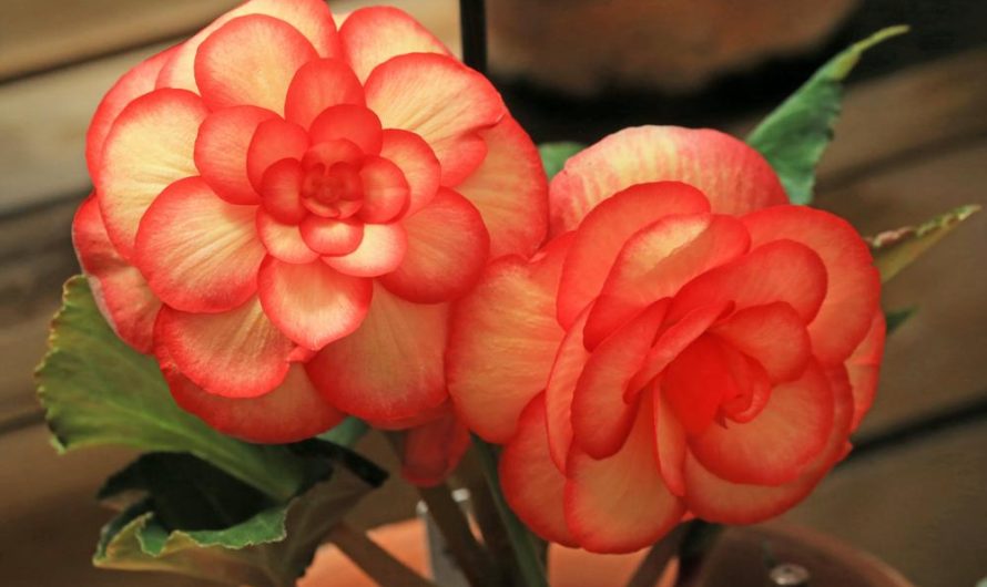 Begonia królewska: odmiany, uprawa i rozmnażanie – wszystko, co musisz wiedzieć