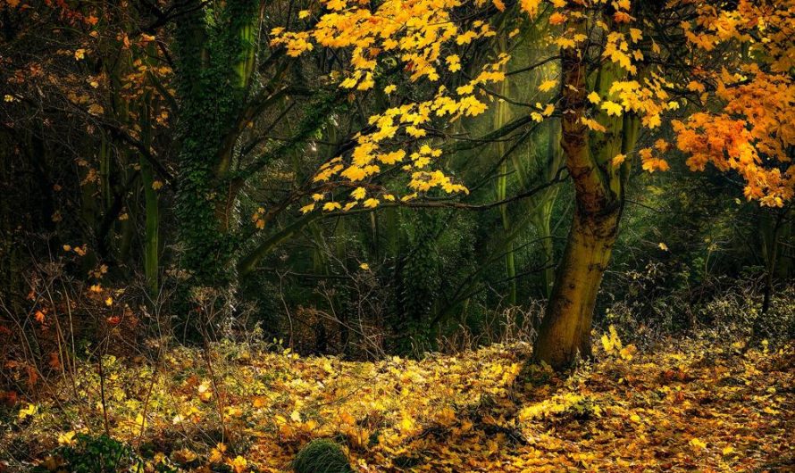 Wyjątkowe odmiany, uprawa i rozmnażanie klonu polnego