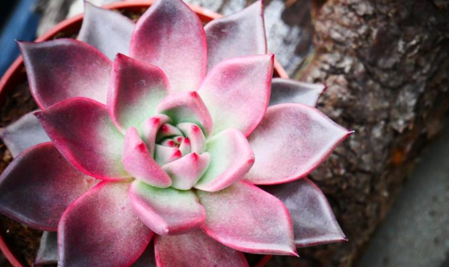 Aloes niski: odmiany, uprawa i rozmnażanie – praktyczny przewodnik dla miłośników roślin.