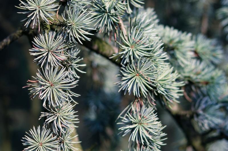 Cedr atlaski: odmiany, uprawa i rozmnażanie – praktyczne porady dla miłośników tych pięknych drzew.