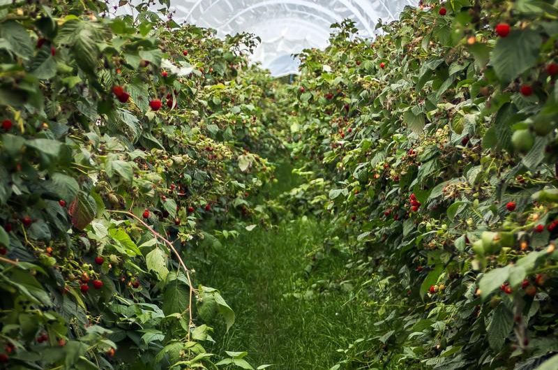 Odkryj kolory i zapach jodły balsamicznej – odmiany, uprawa i rozmnażanie