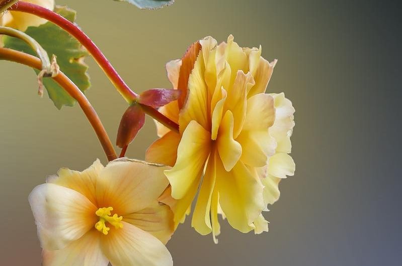 Begonia bulwiasta: odkryj odmiany, uprawę i rozmnażanie tej eleganckiej rośliny!