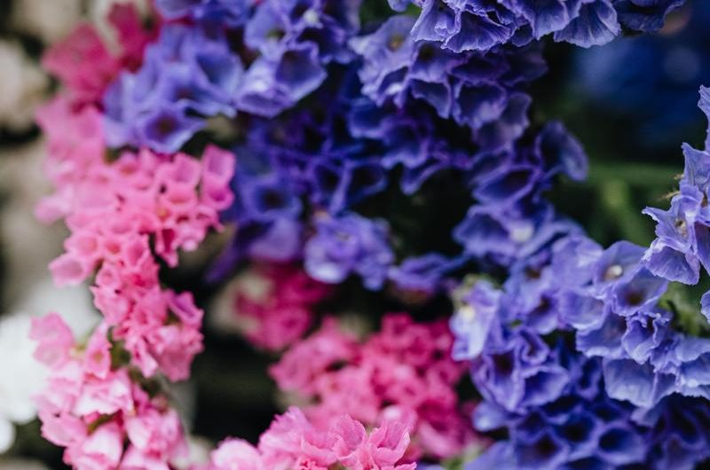 Jak uprawiać i rozmnażać hortensję bukietową 'Sundae Fraise’