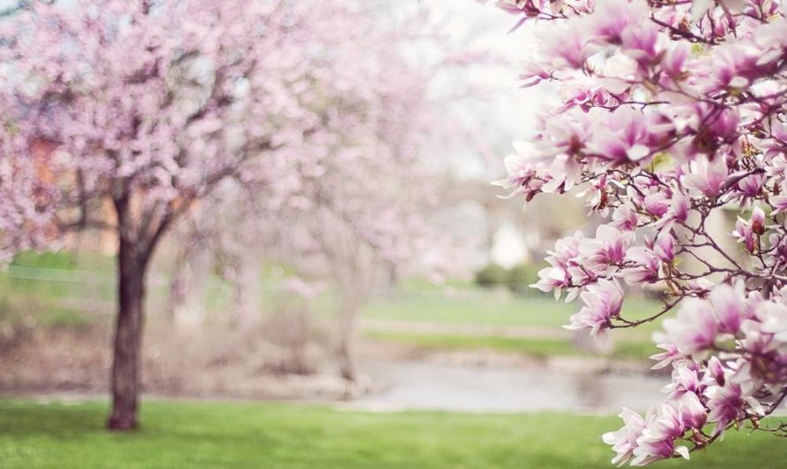 Jak uprawiać i rozmnażać Magnolię 'Galaxy’ – poradnik i przykłady