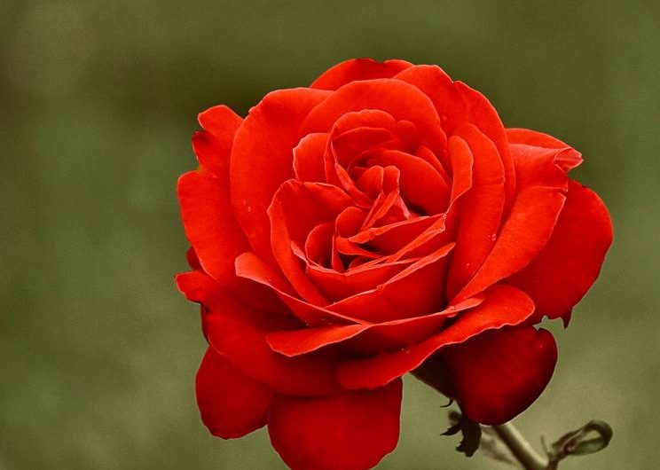 Malwa 'Nigra’ – odkryj urok tej pięknej odmiany i naucz się jak ją uprawiać i rozmnażać!