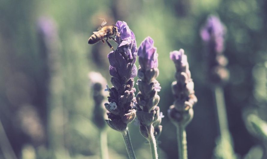 Odmiany lawendy wąskolistnej – jak uprawiać i rozmnażać?