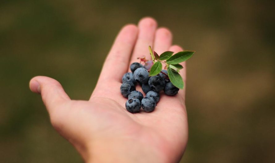 Borówka wysoka 'Bluejay: jak ją uprawiać i rozmnażać