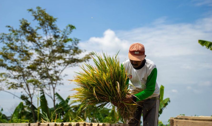 Bromelia gruba: odkryj odmiany, metody uprawy i rozmnażania