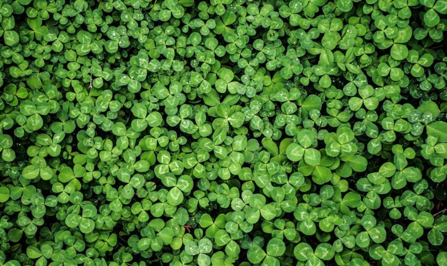 Kalocefalus Browna – uprawa, rozmnażanie i popularne odmiany dla Twojego ogrodu!