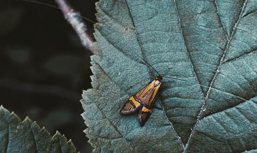 Budleja skrętolistna: odmiany, uprawa i rozmnażanie – wszystko, czego potrzebujesz wiedzieć!