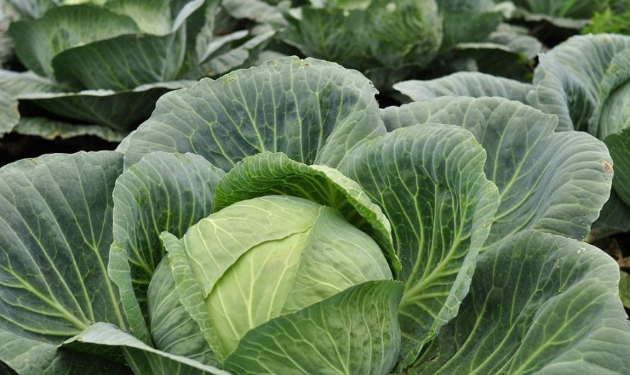 Kapusta brukiew: najlepsze odmiany, prosta uprawa i skuteczne rozmnażanie